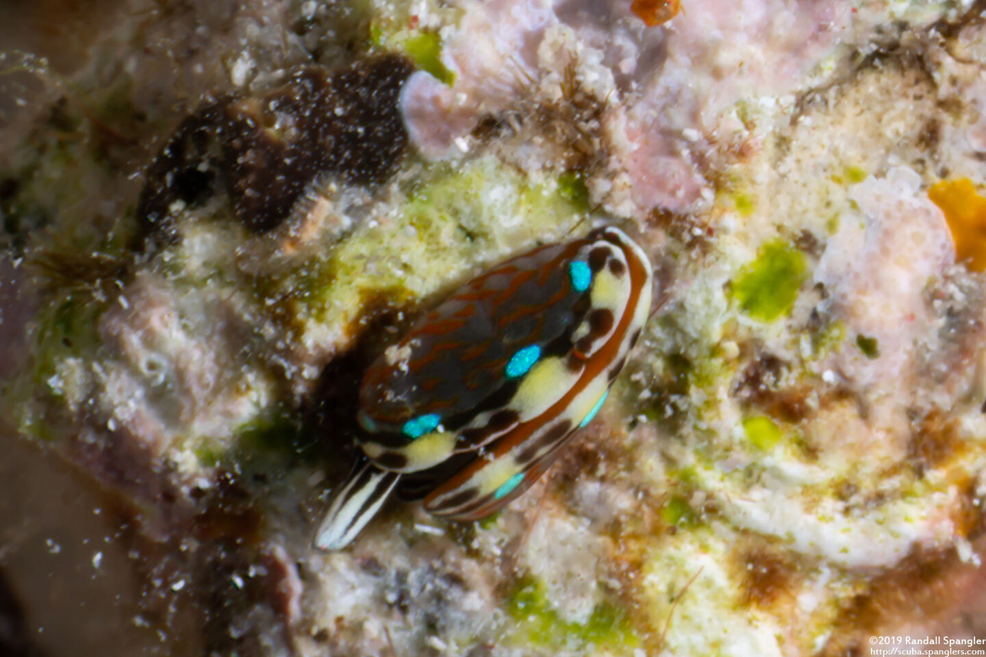 Thuridilla gracilis (Slender Sapsucking Slug)