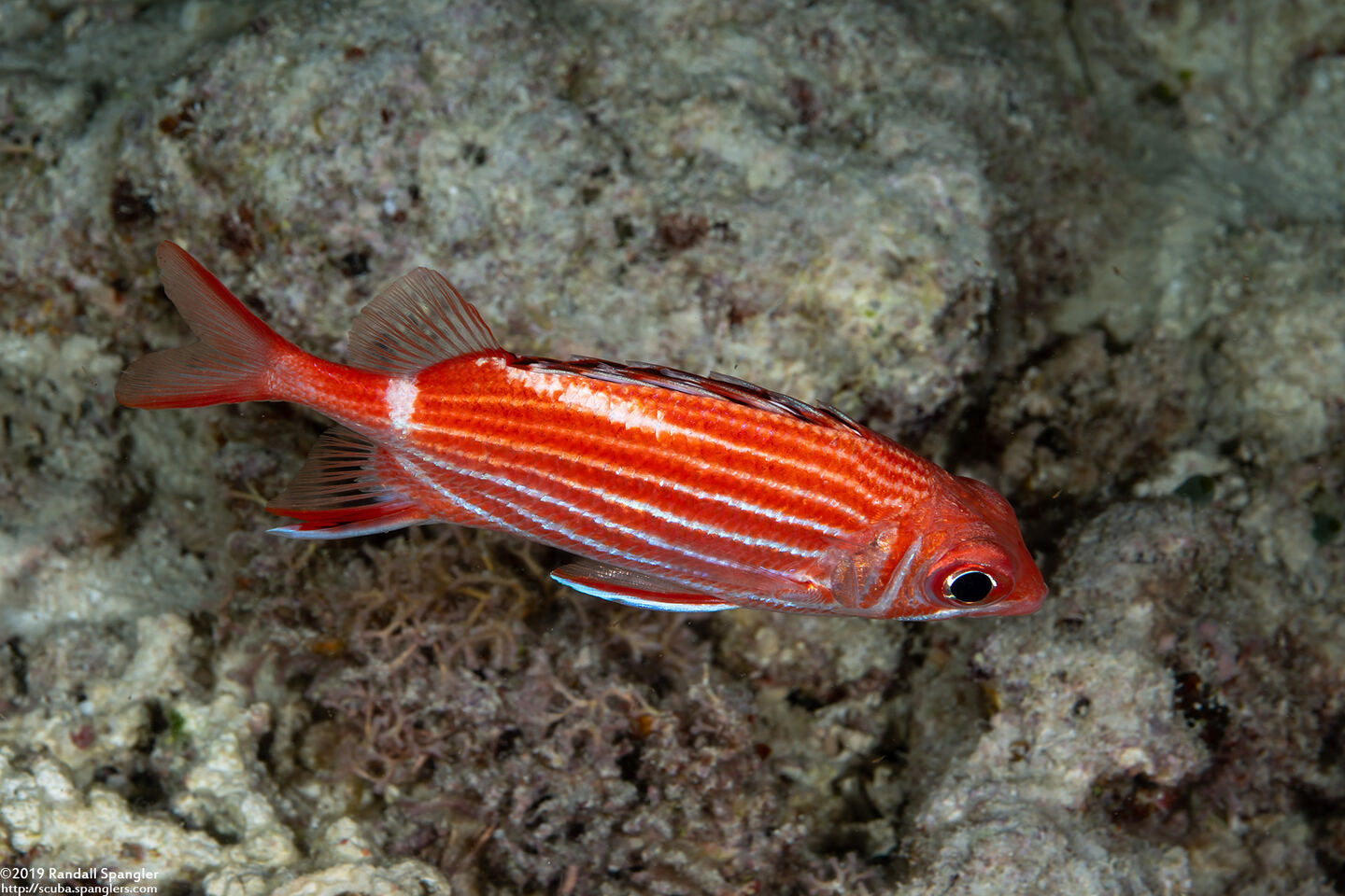 Sargocentron diadema (Crown Squirrelfish)