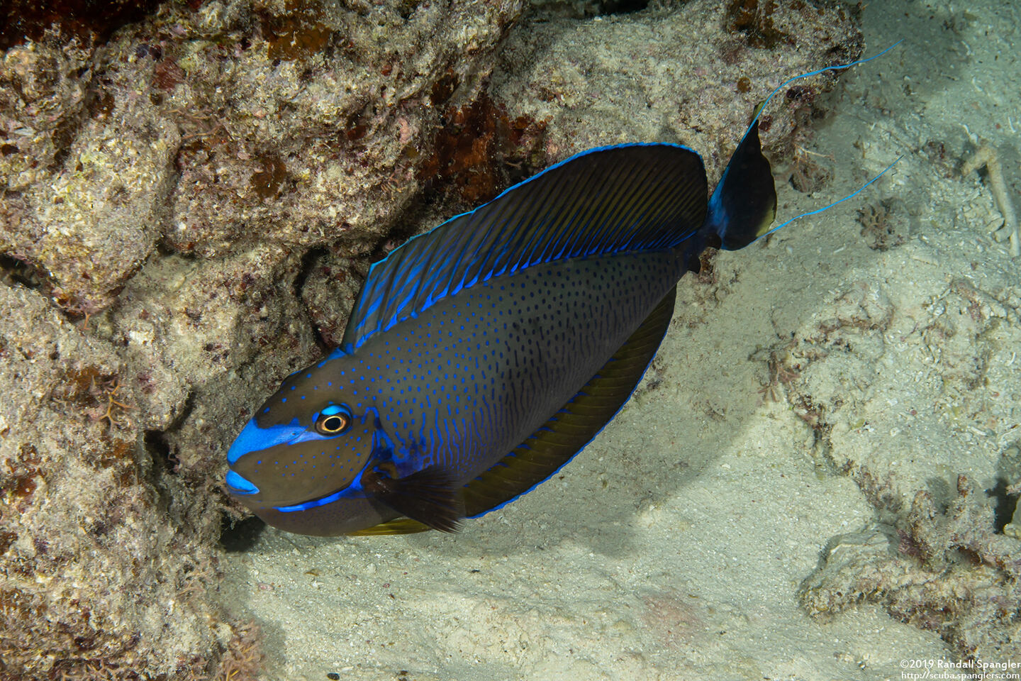 Naso vlamingii (Bignose Unicornfish)