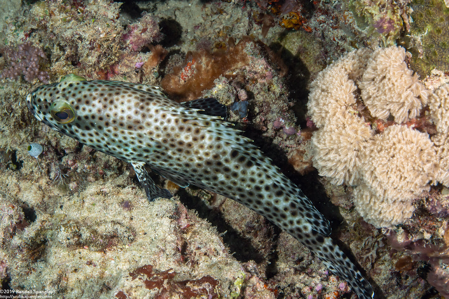 Epinephelus howlandi (Blacksaddle Grouper)
