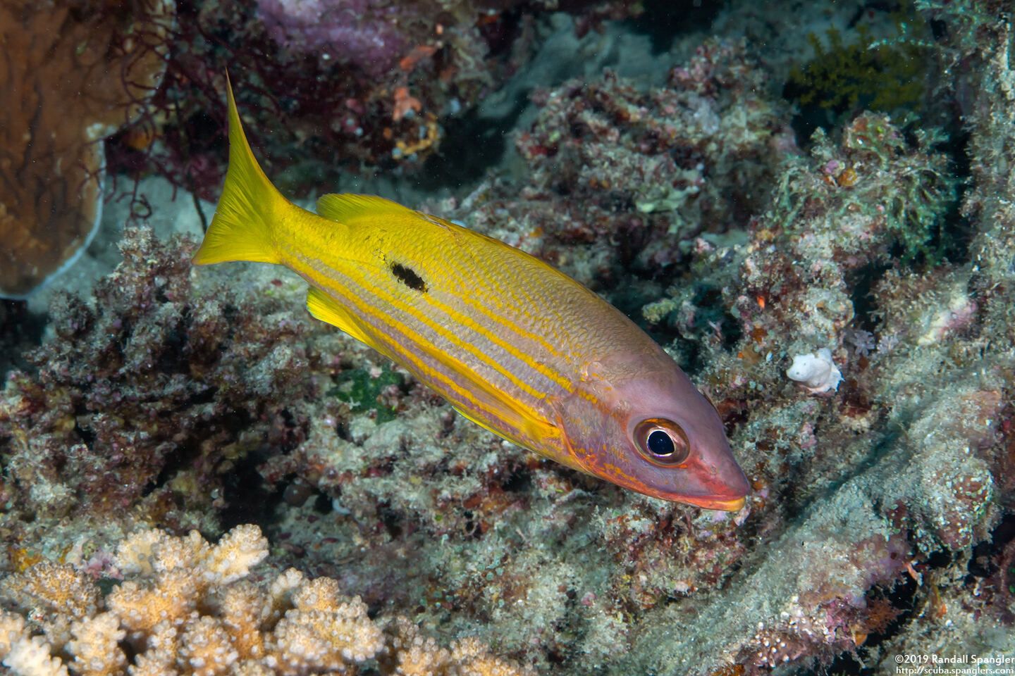 Lutjanus fulviflamma (Longspot Snapper)