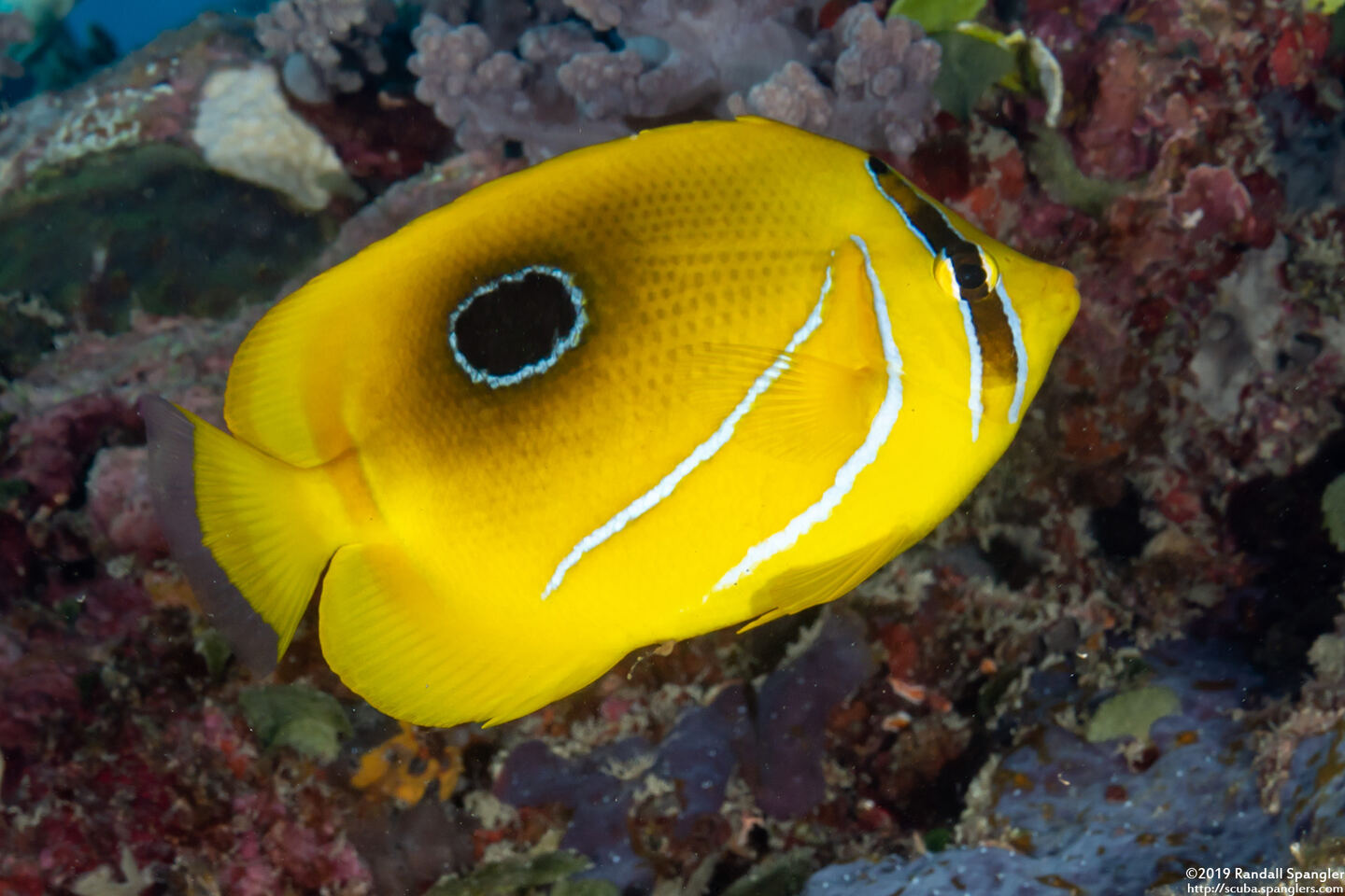 Chaetodon bennetti (Eclipse Butterflyfish)