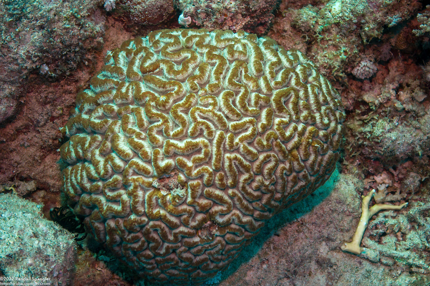Lobophyllia radians (Lobophyllia Radians)