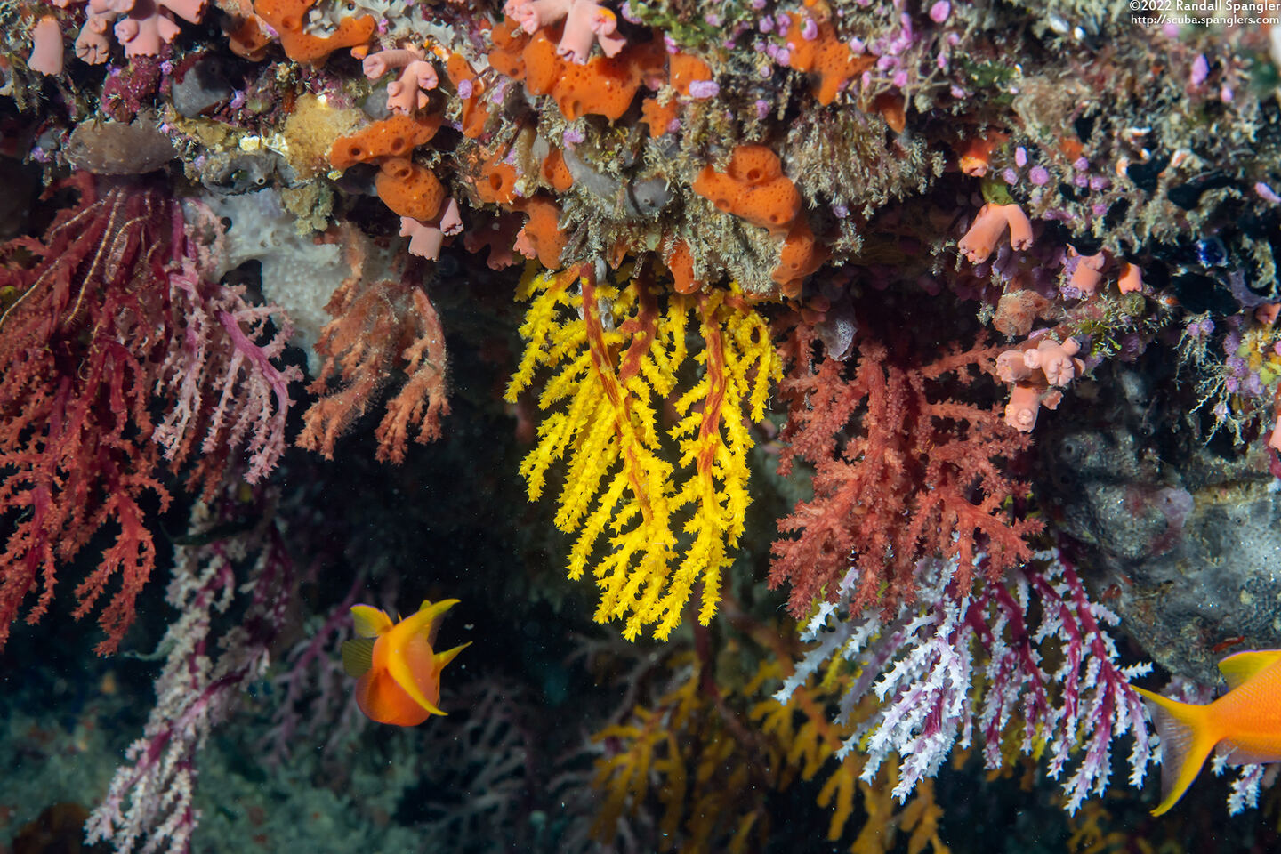 Dendronephthya sp.1 (Dendronephthya)