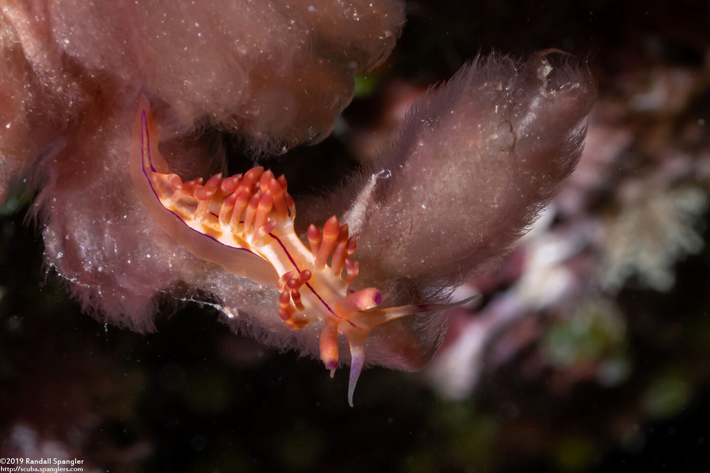Coryphellina flamma (Flame Coryphellina)