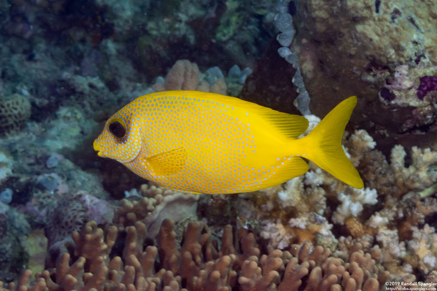 Siganus corallinus (Coral Rabbitfish)