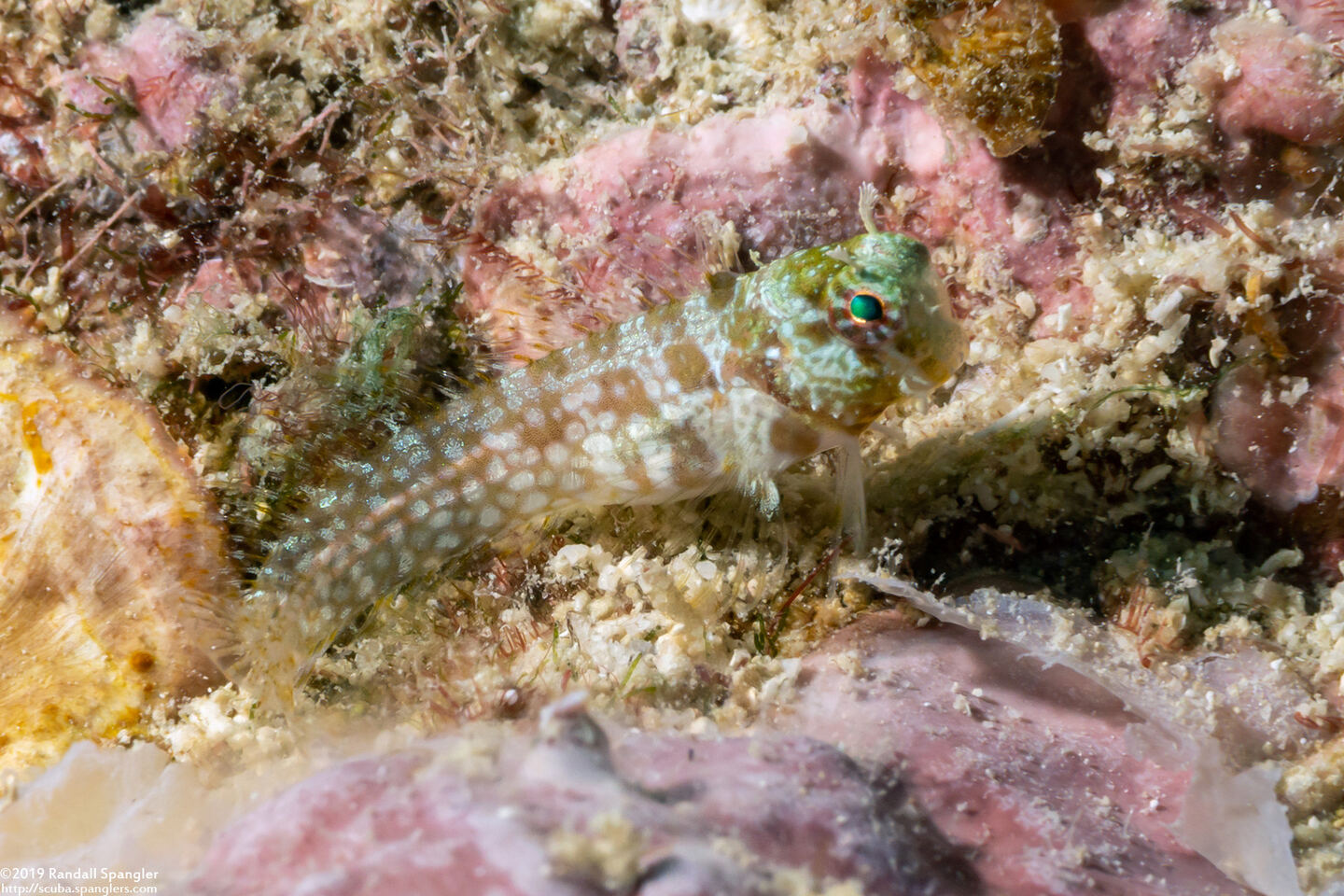 Crossosalarias macrospilus (Triplespot Blenny)