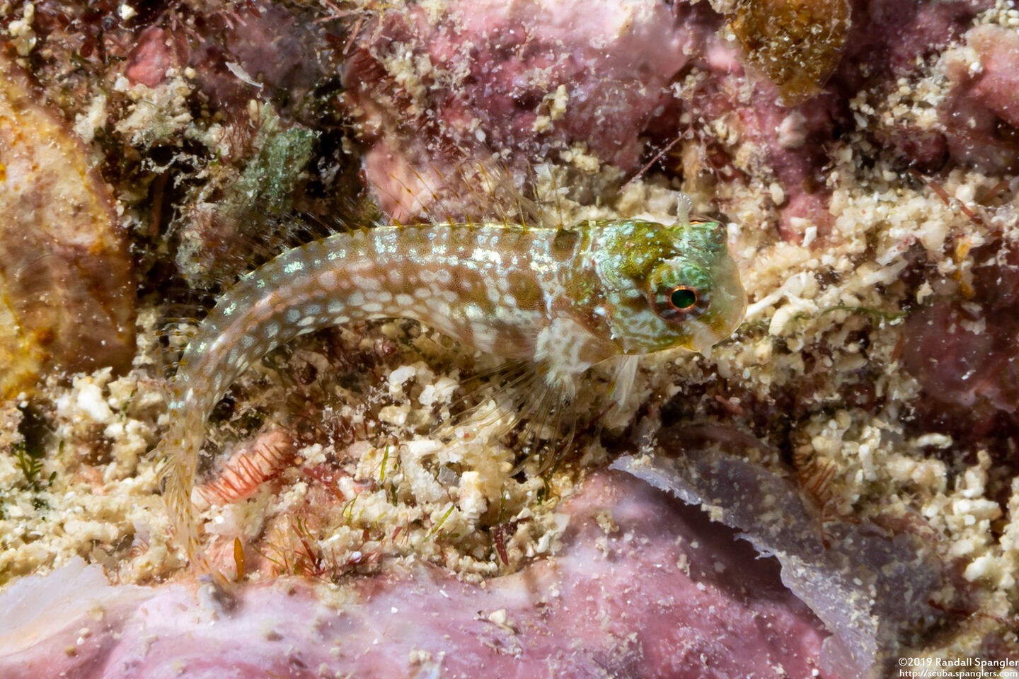 Crossosalarias macrospilus (Triplespot Blenny)