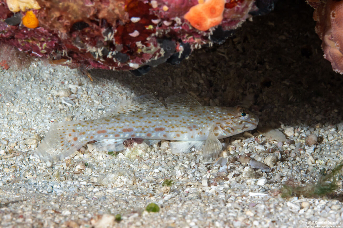 Istigobius rigilius (Orangespotted Sandgoby)