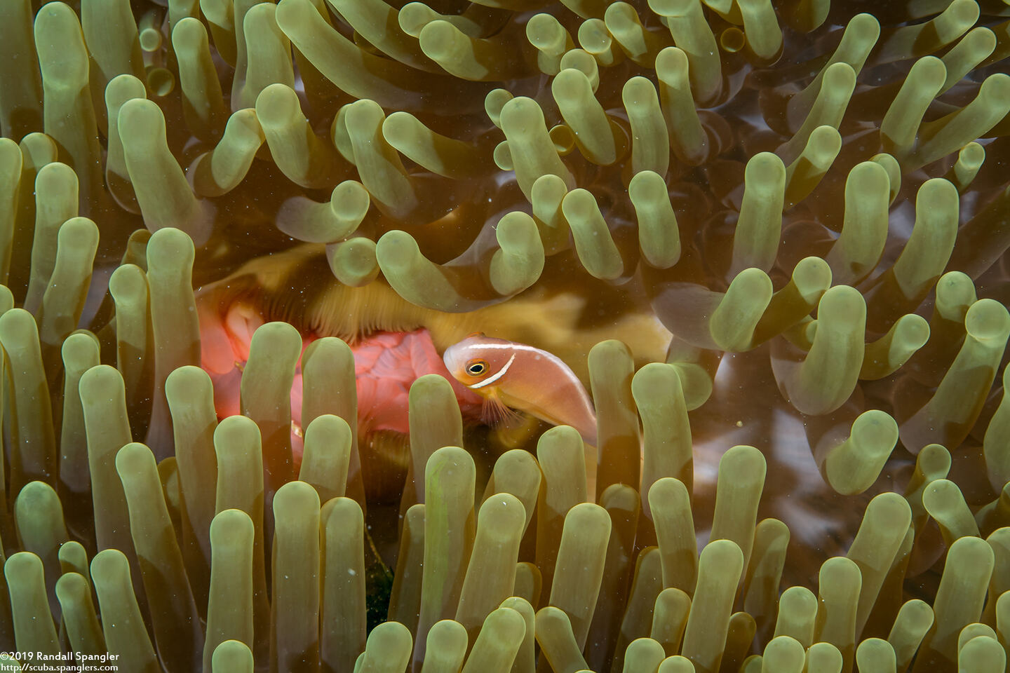 Amphiprion perideraion (Pink Anemonefish)