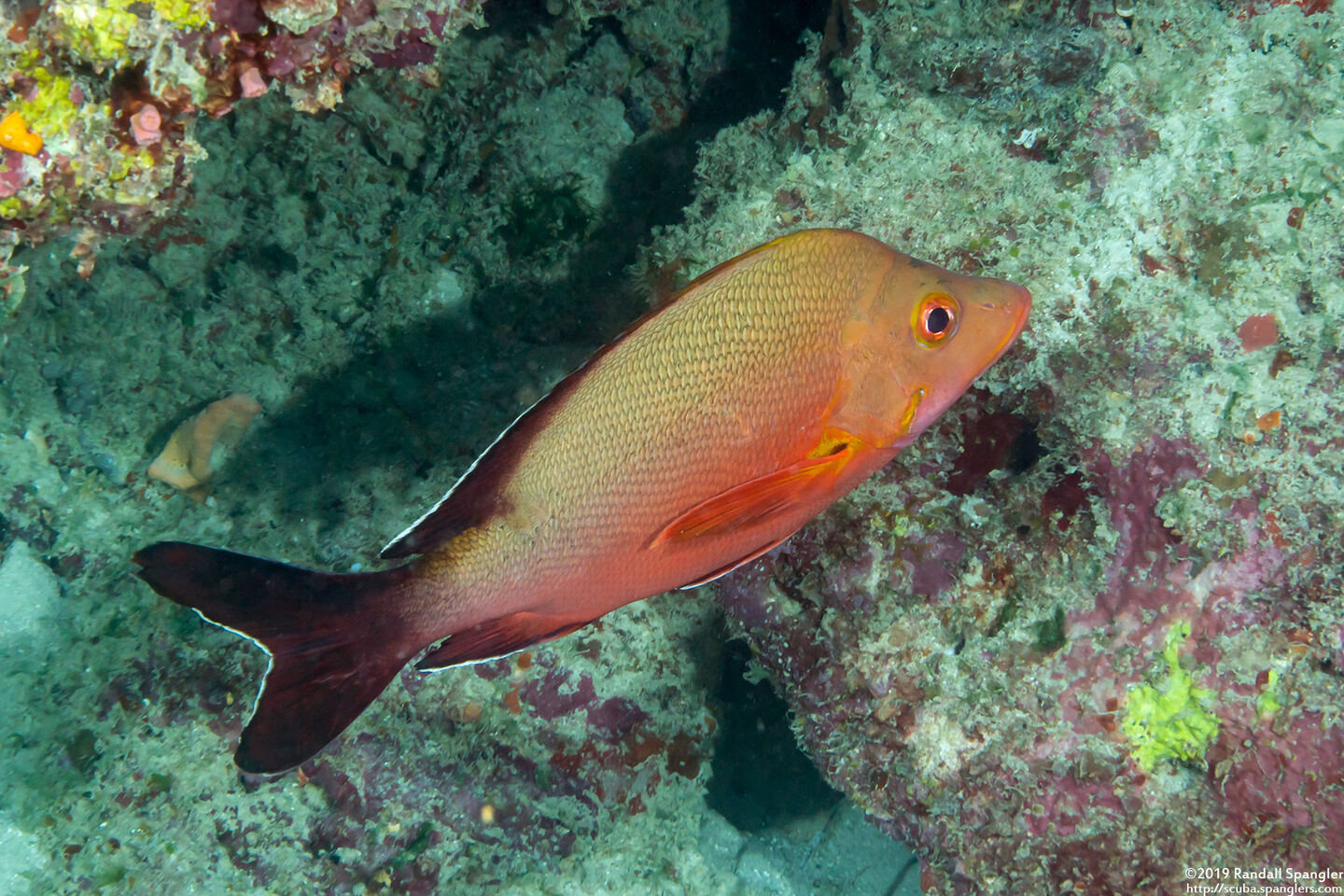 Lutjanus gibbus (Humpback Snapper)