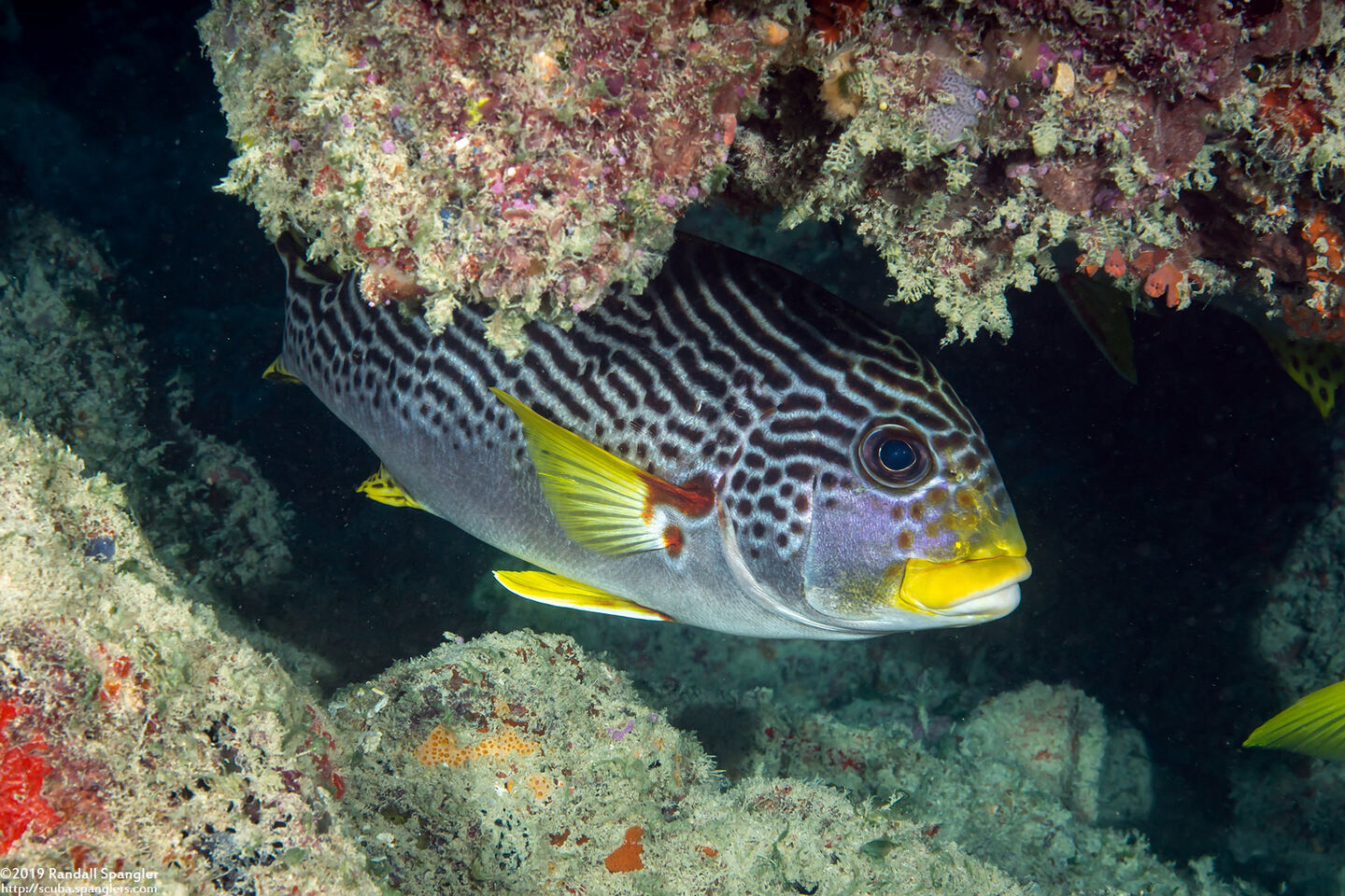 Plectorhinchus lineatus (Diagonal-Banded Sweetlips)