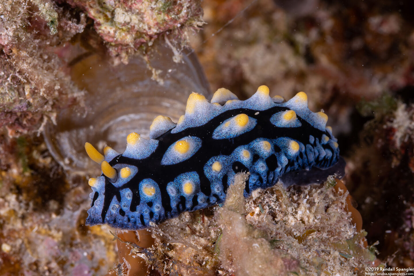 Phyllidia varicosa (Varicose Phyllidia)