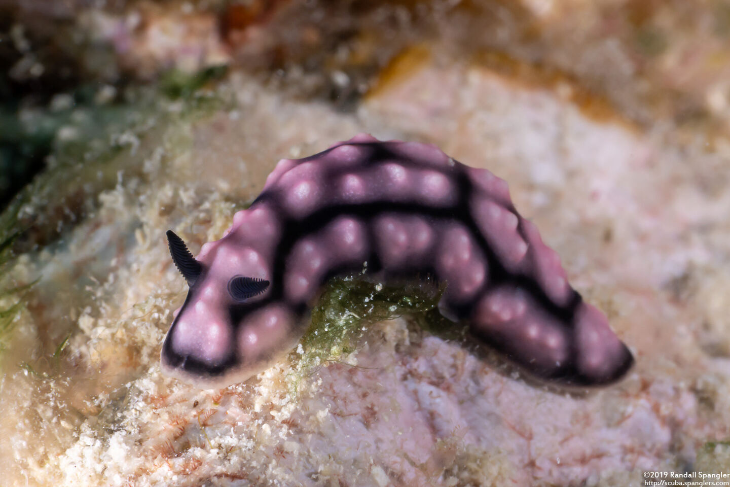 Phyllidiella pustulosa (Pustulose Phyllidia)