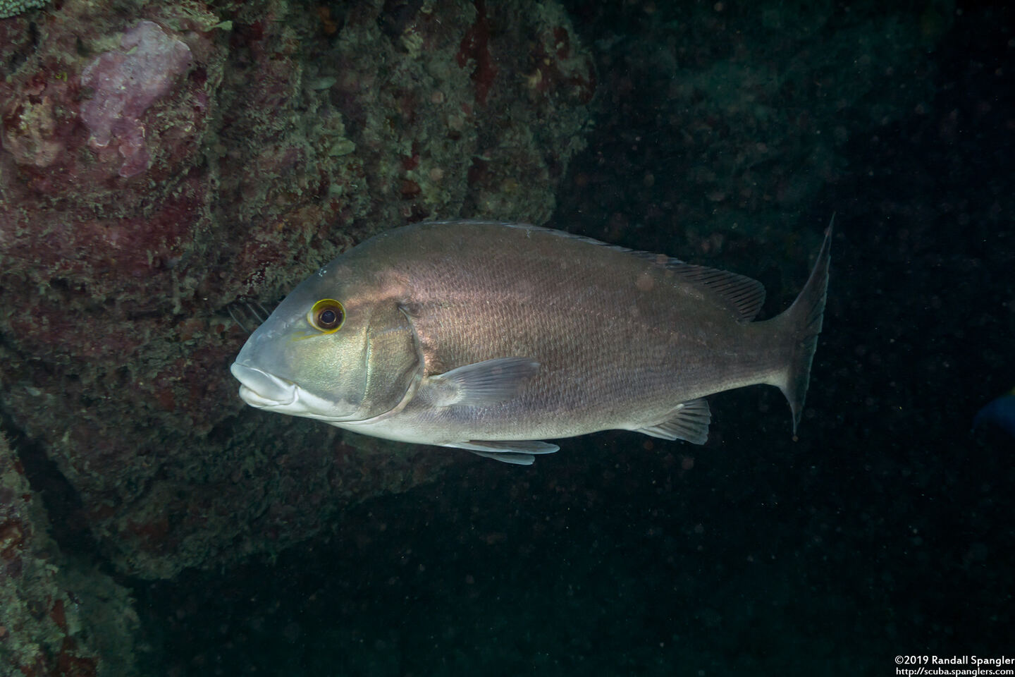 Diagramma pictum (Silver Sweetlips)