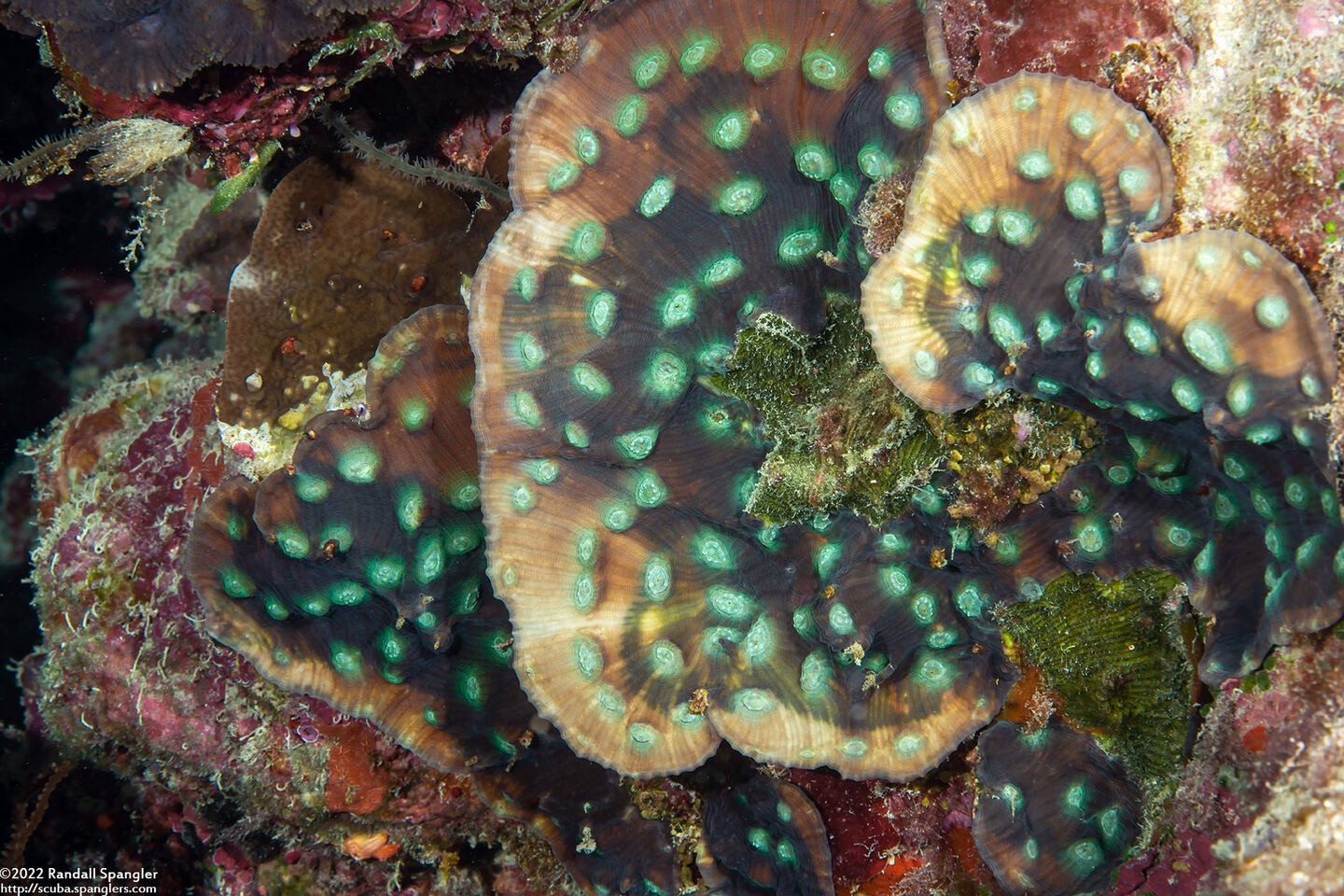 Mycedium elephantotus (Green Eyed Cup Coral)
