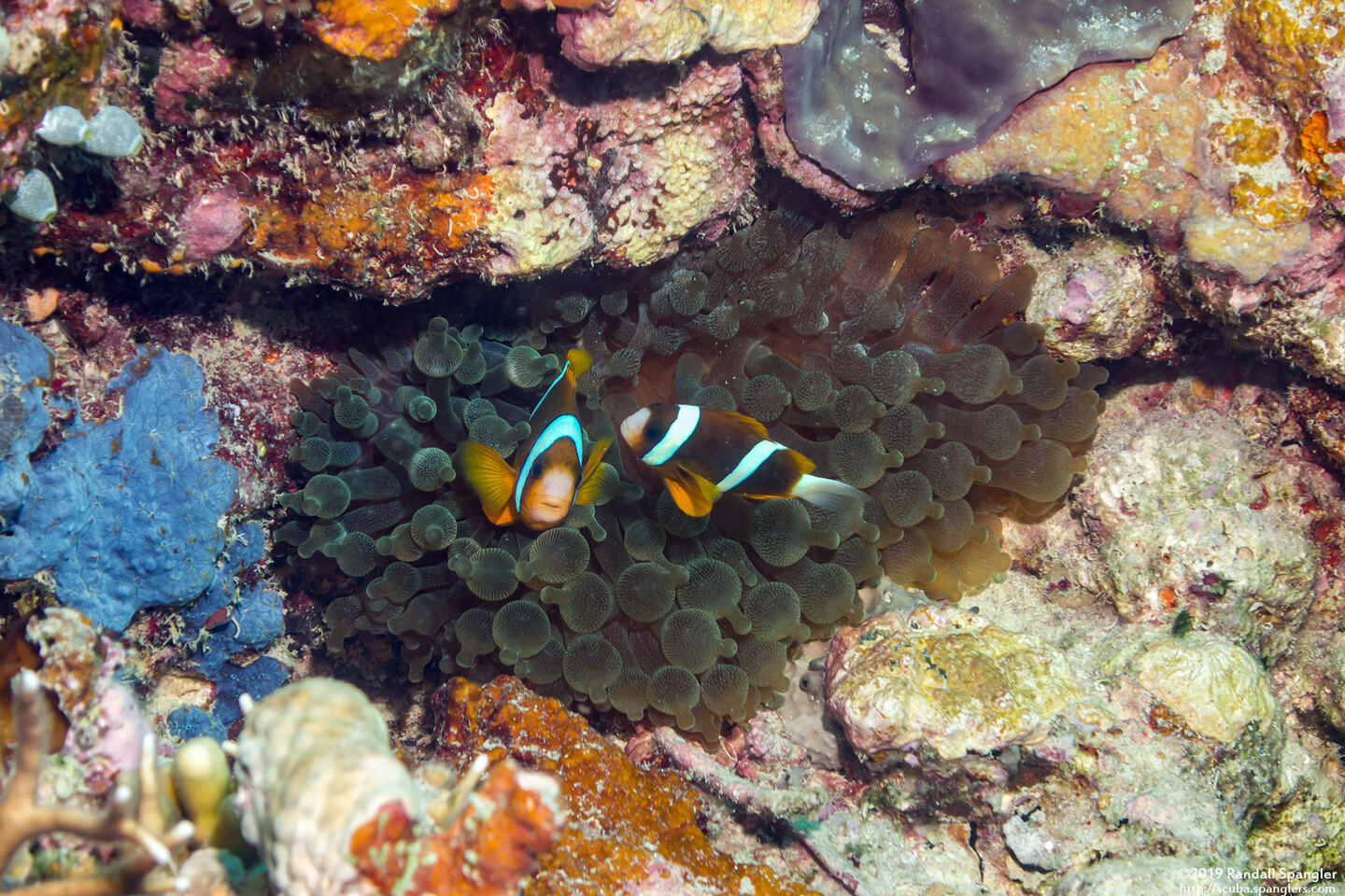 Amphiprion akindynos (Barrier Reef Anemonefish)