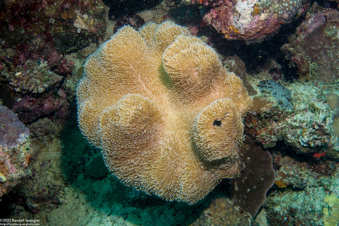 Sarcophyton trocheliophorum (Elephant Ear Coral)