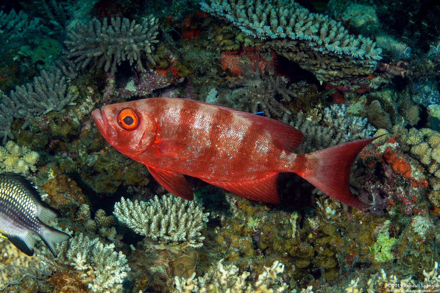 Heteropriacanthus cruentatus (Glasseye)