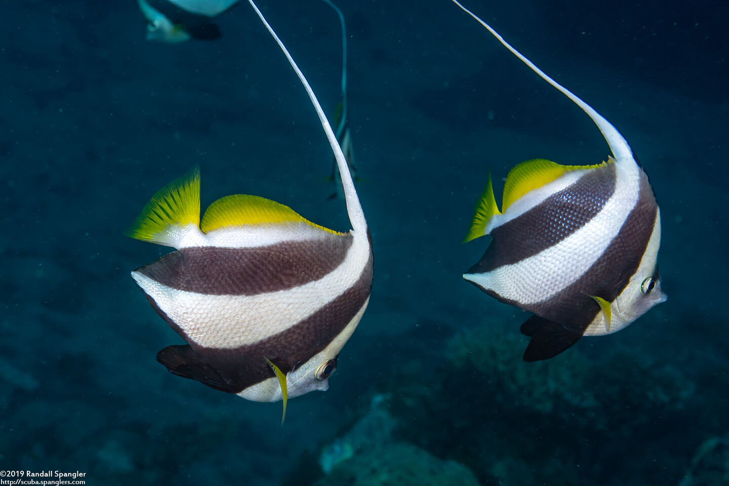 Heniochus diphreutes (Schooling Bannerfish)