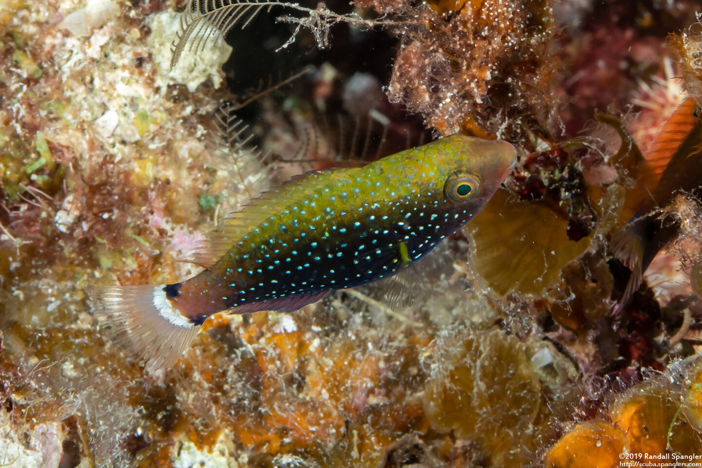 Scarus niger (Dusky Parrotfish)