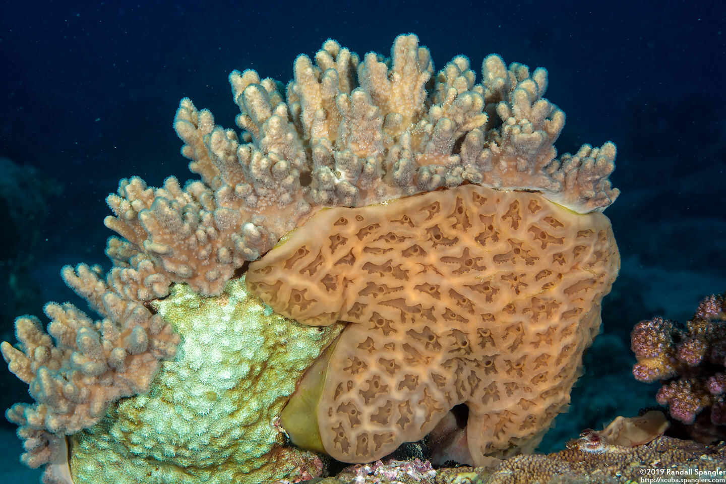 Aplidium sp.3 (Aplidium sp.3)