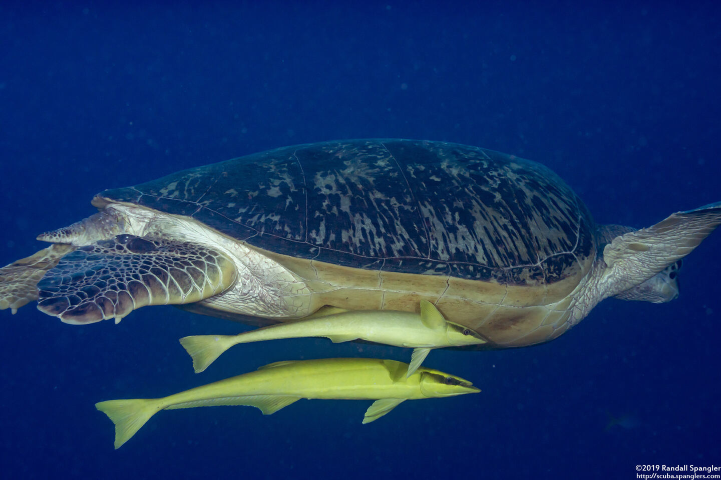 Echeneis naucrates (Sharksucker)