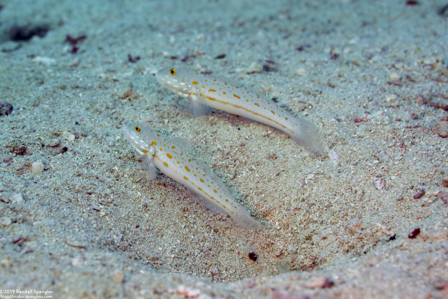Valenciennea puellaris (Orange-Dashed Goby)