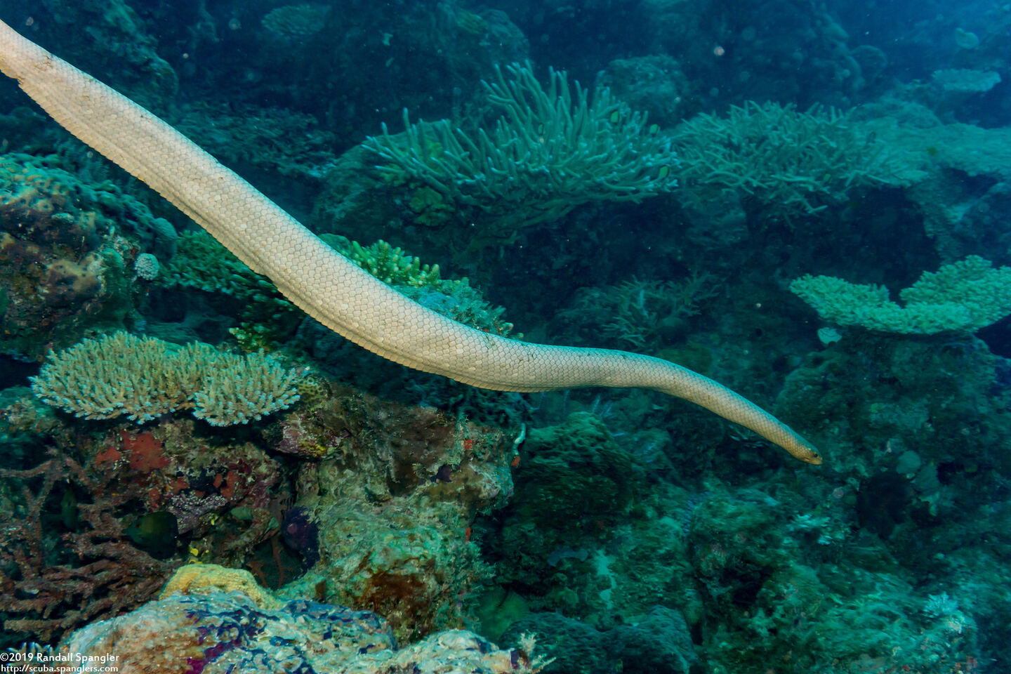 Aipysurus laevis (Olive Sea Snake)