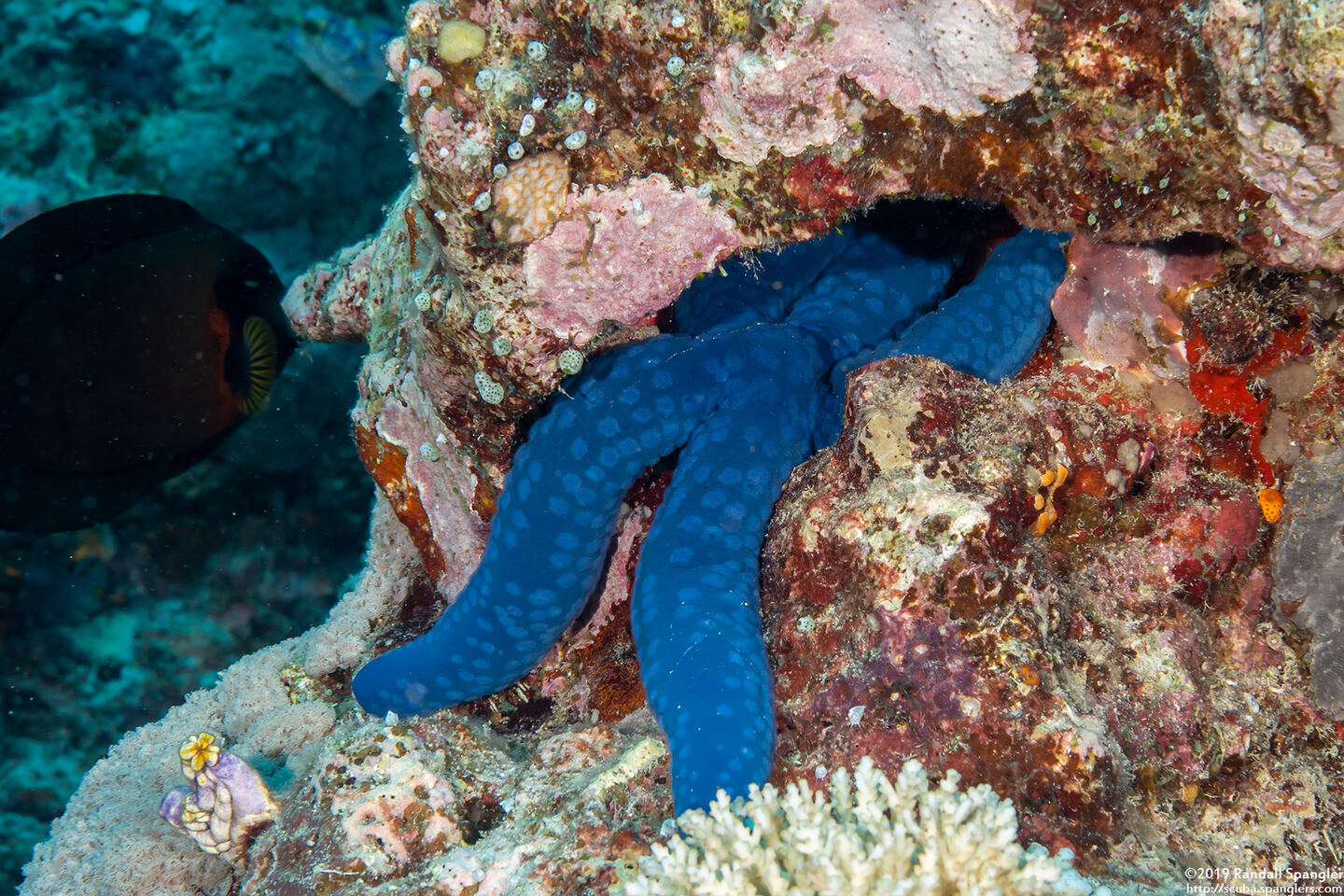 Linckia laevigata (Blue Sea Star)