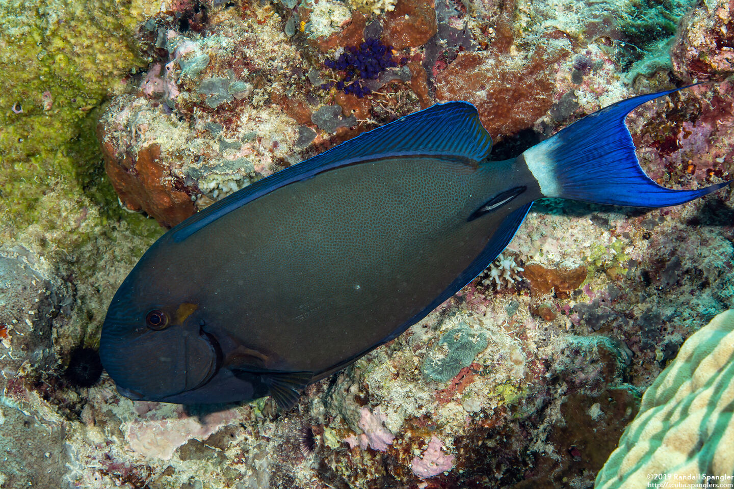 Acanthurus blochii (Ringtail Surgeonfish)