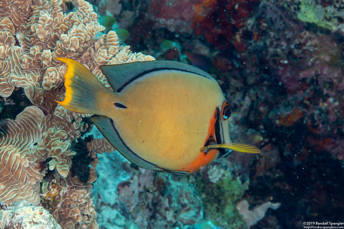 Acanthurus pyroferus (Mimic Surgeonfish)