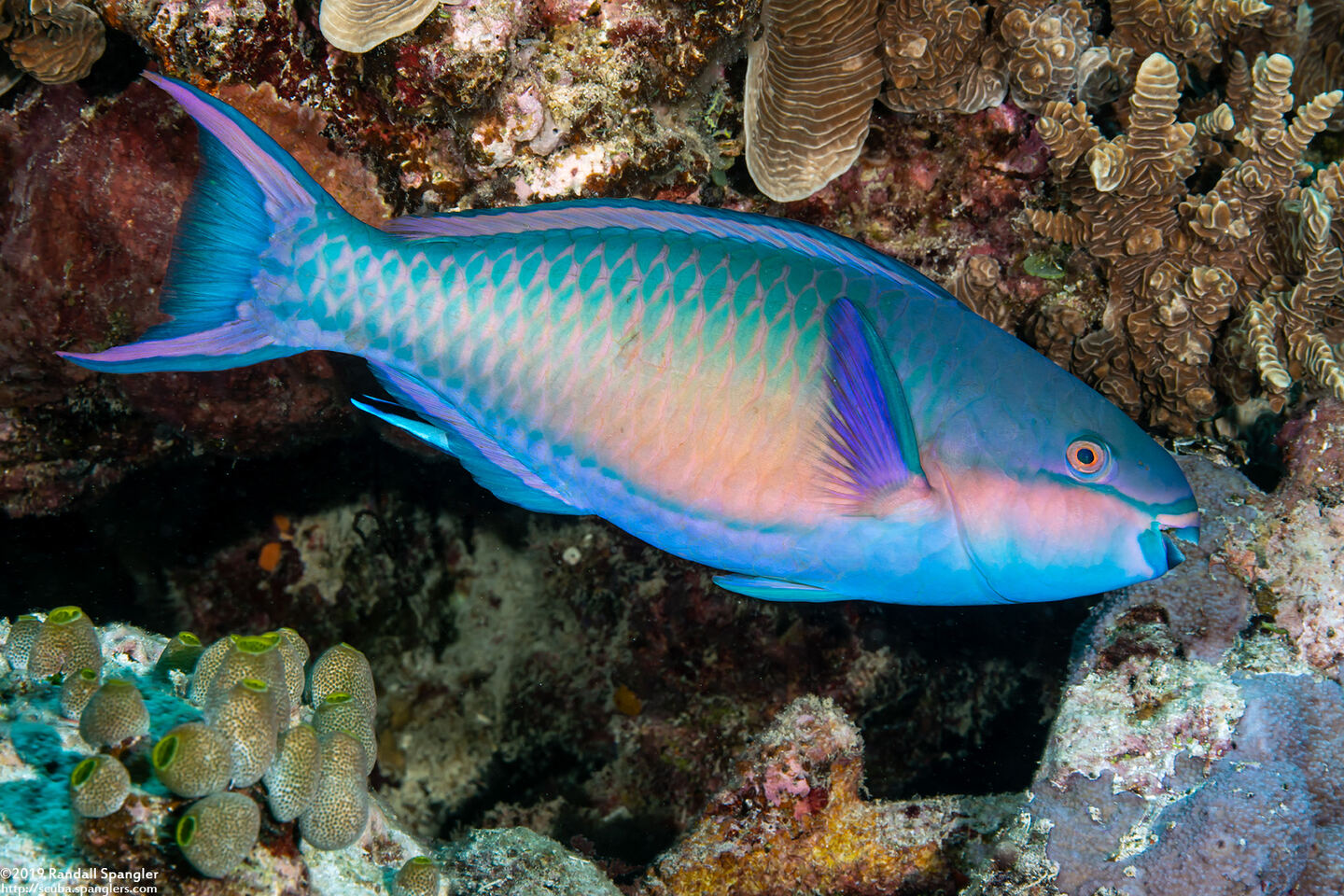 Scarus forsteni (Bluepatch Parrotfish)