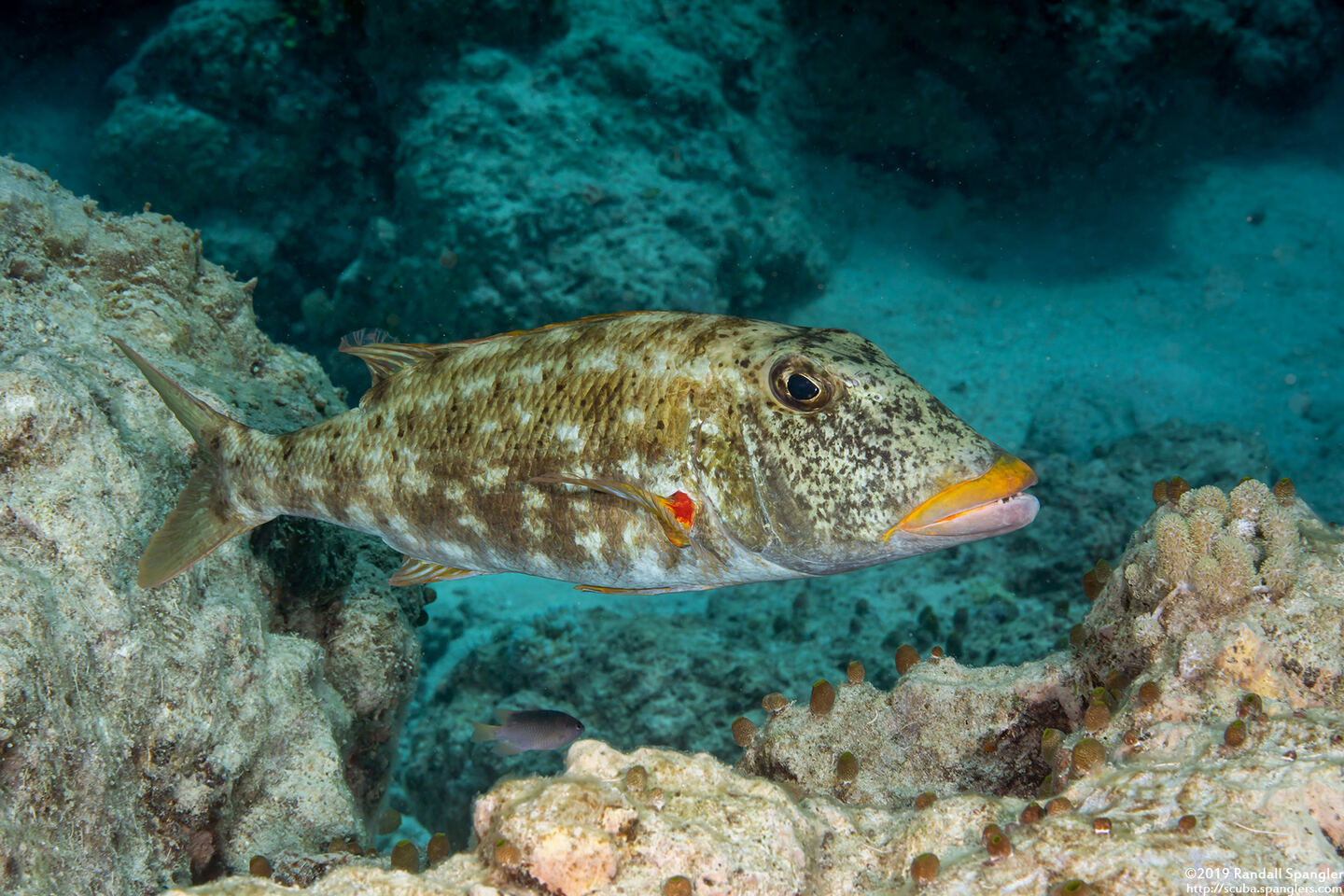 Lethrinus xanthochilus (Yellowlip Emperor)