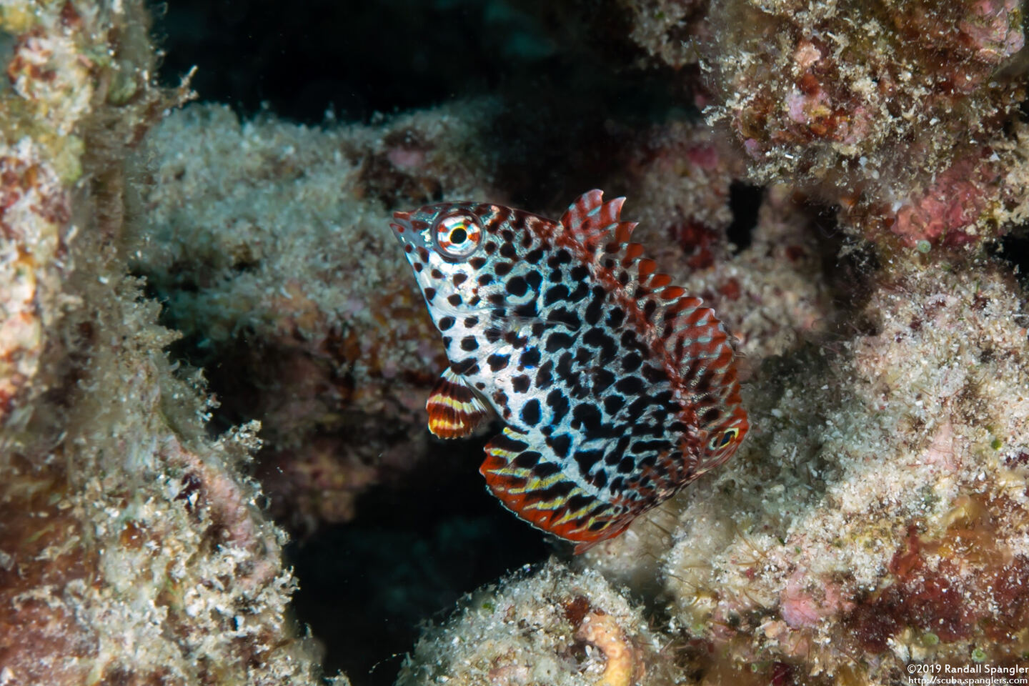 Macropharyngodon meleagris (Leopard Wrasse)