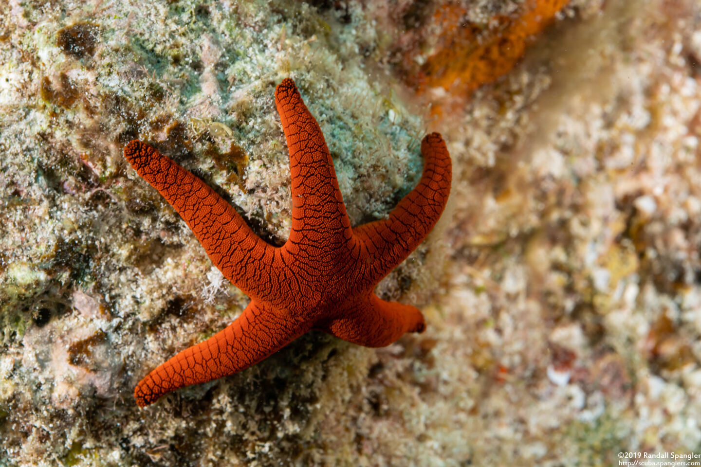 Fromia indica (Indian Sea Star)