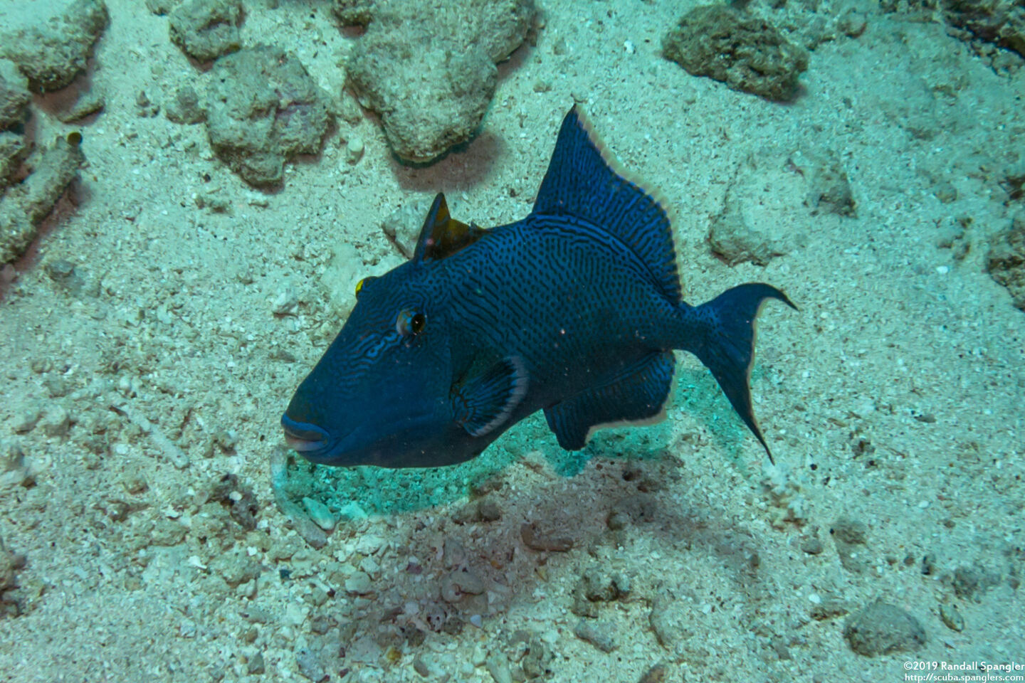 Pseudobalistes fuscus (Blue Triggerfish)