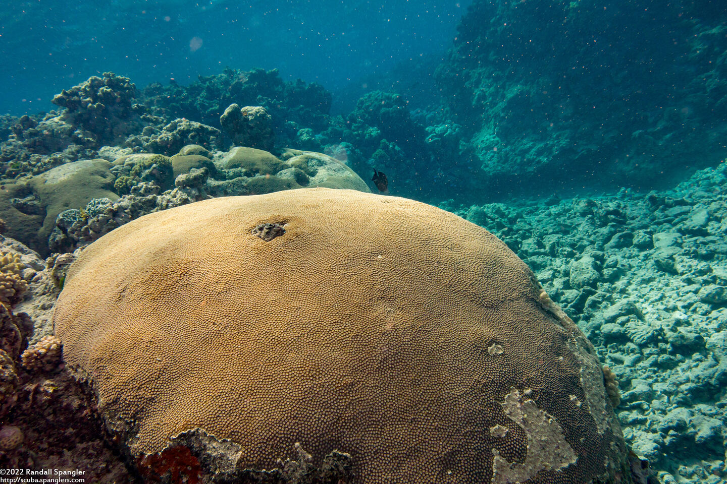 Diploastrea heliopora (Honeycomb Coral)