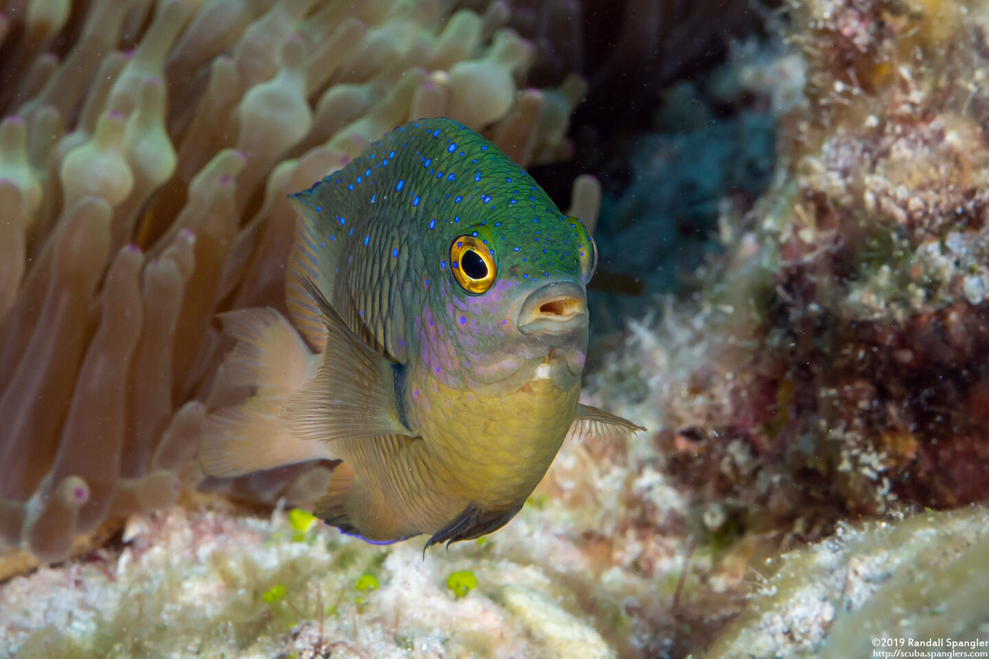 Plectroglyphidodon lacrymatus (Jewel Damsel)