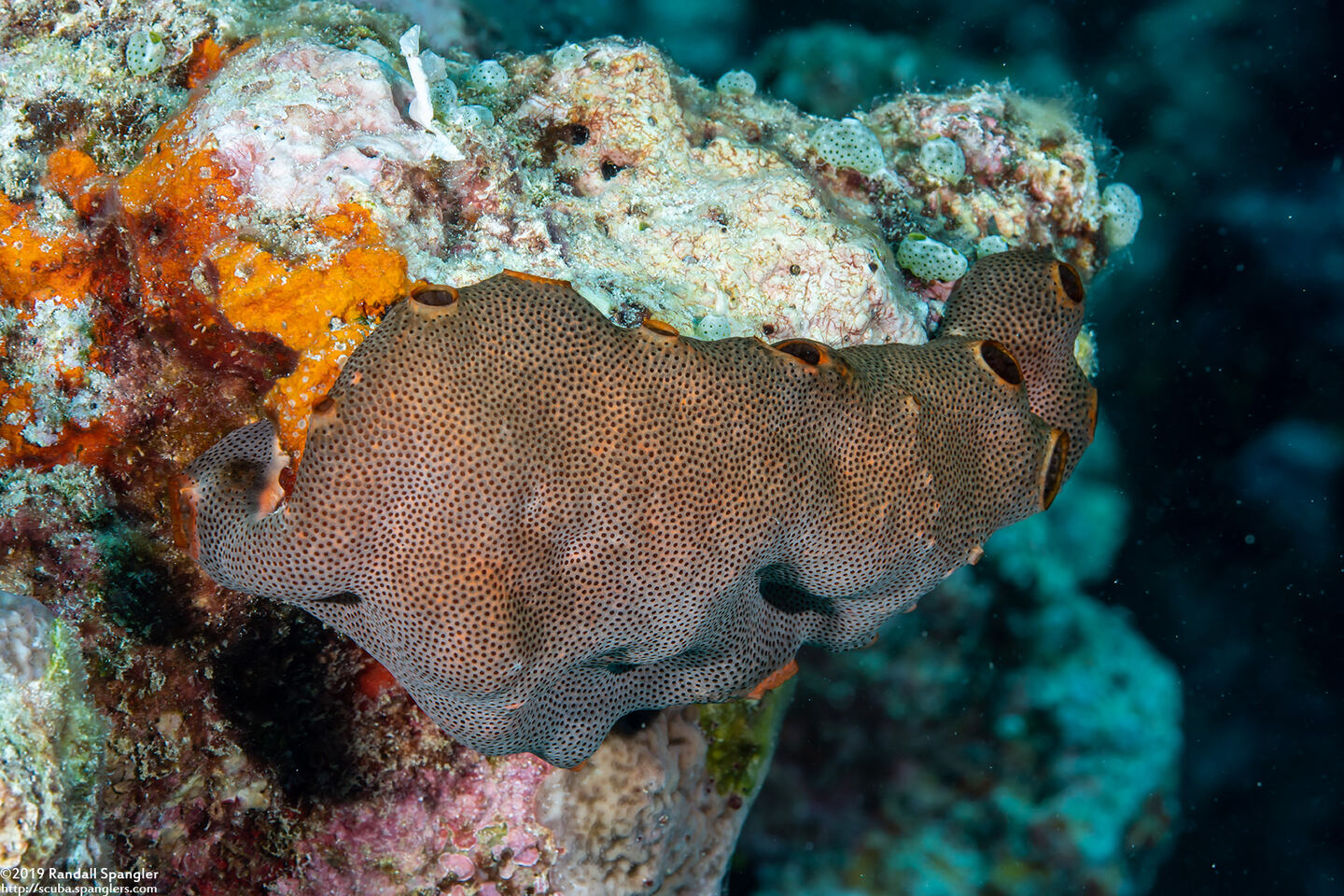 Lissoclinum japonicum (Lissoclinum japonicum)