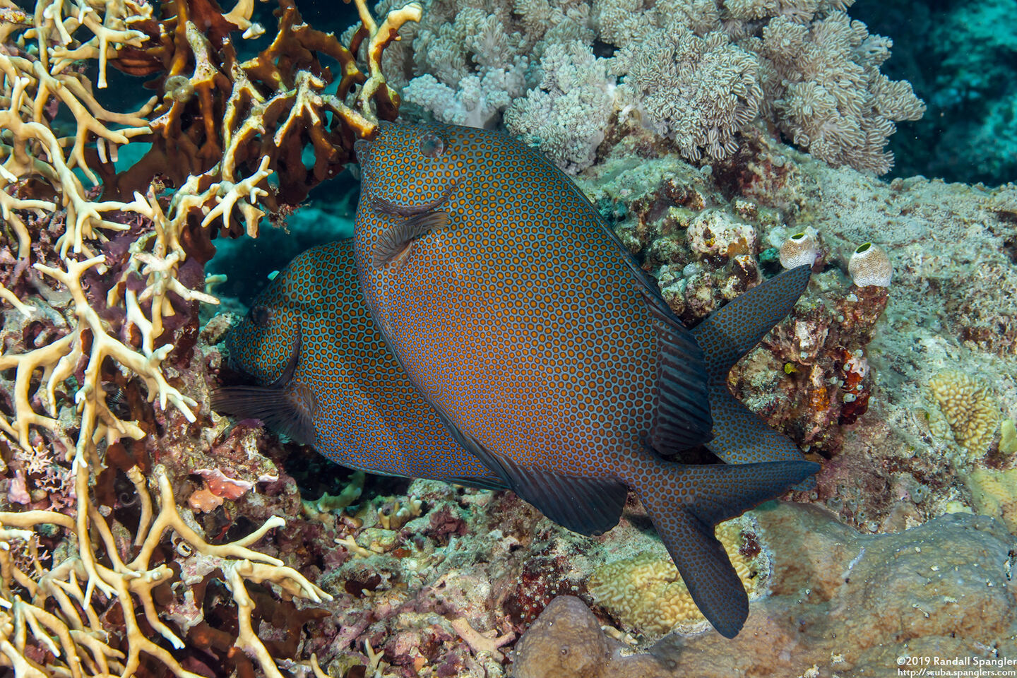 Siganus punctatus (Gold-Spotted Rabbitfish)
