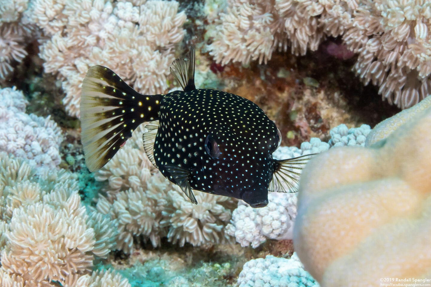 Ostracion meleagris (Spotted Boxfish)