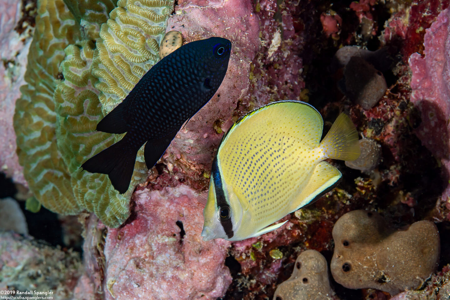 Chaetodon citrinellus (Speckled Butterflyfish)