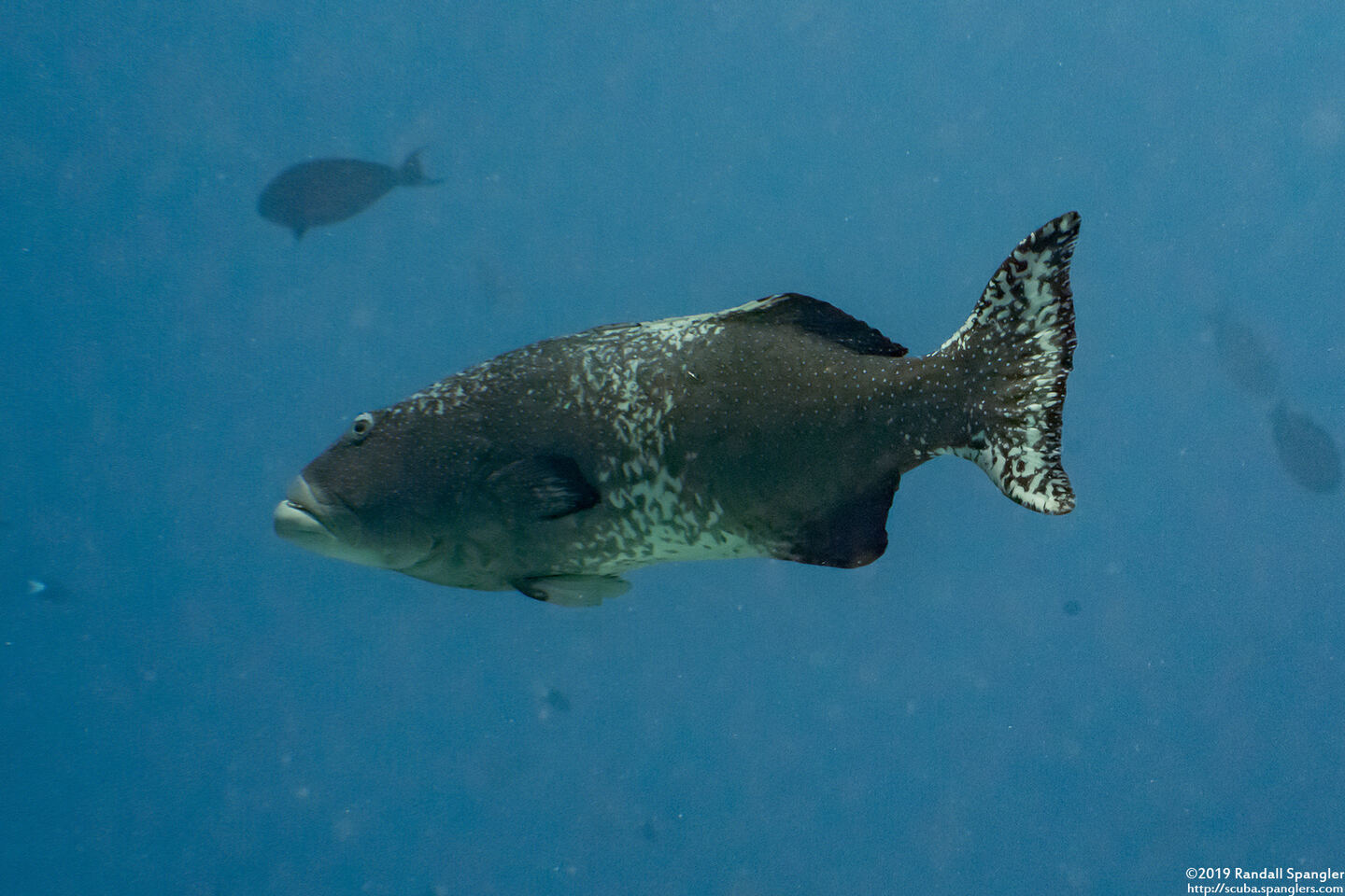 Plectropomus laevis (Blacksaddle Coral Grouper)
