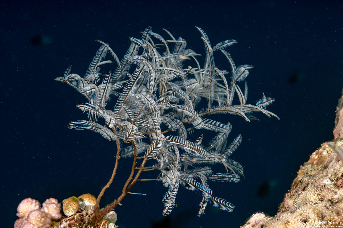 Macrorhynchia philippina (Philippine Hydroid)