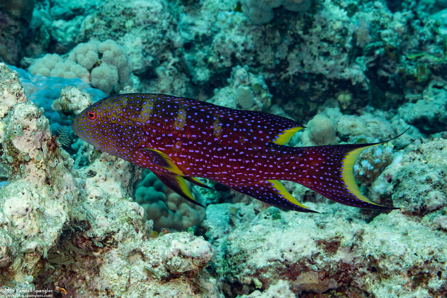 Variola louti (Yellow-Edged Lyretail)