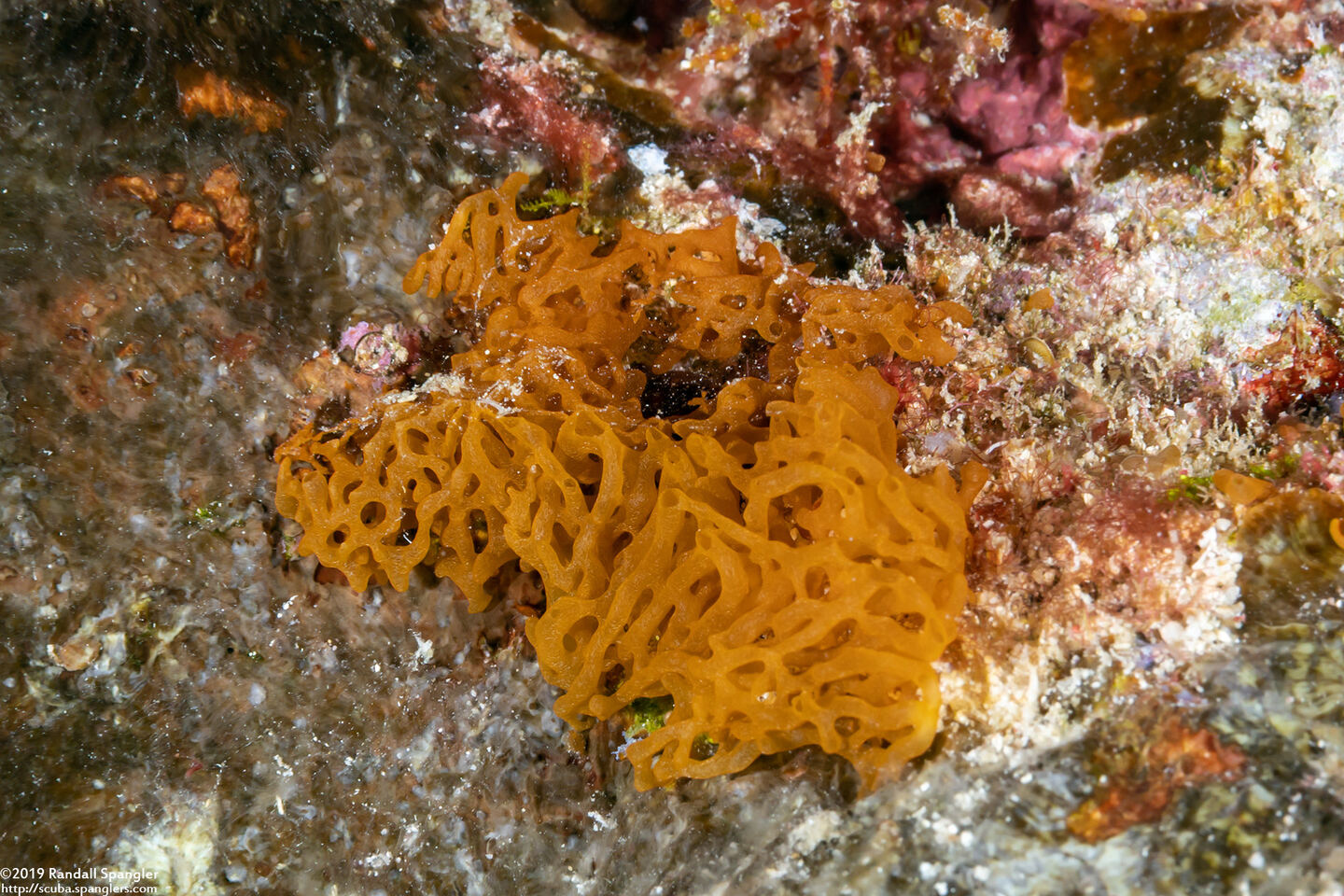 Halichondria sp.1 (Halichondria sp.1)