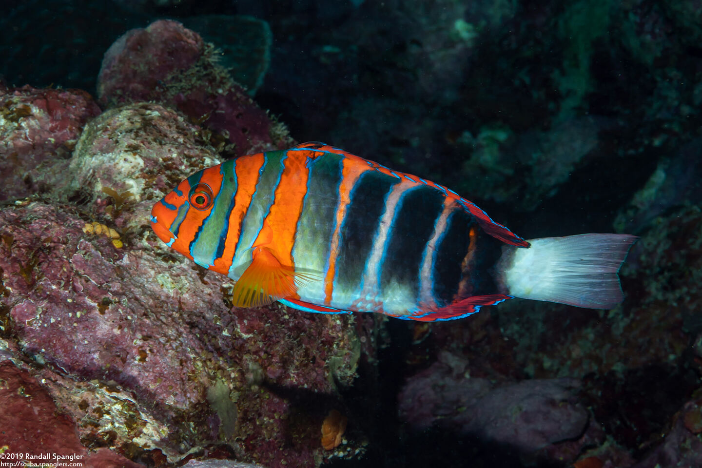 Choerodon fasciatus (Harlequin Tuskfish)