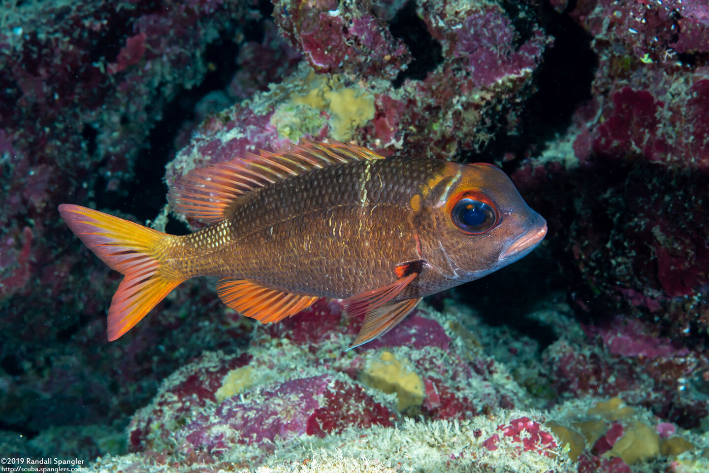 Monotaxis heterodon (Redfin Bream)