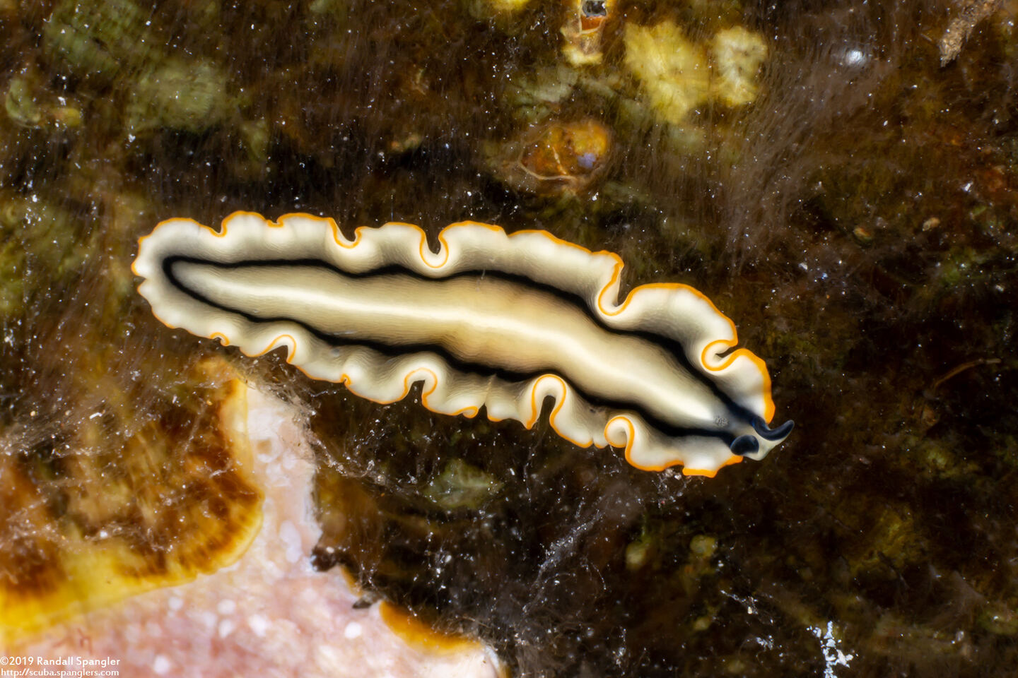 Pseudoceros sp.2 (Pseudoceros sp.2)